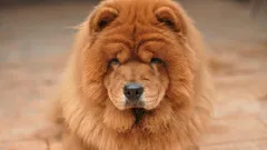 長生きするとされる犬種トップ7:最も寿命が長い犬は?