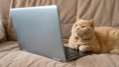 猫と犬がテレビを見て何が見えているのか：きっと驚きます