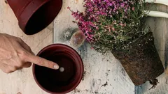 植木鉢の底にあるこの穴は、なぜ植物の健康にとってそれほど重要なのでしょうか？