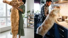 優しい巨人:ペットとして飼うことができる大型の猫の品種。