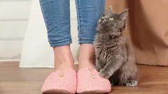 猫が飼い主の後をずっとついてくる主な理由