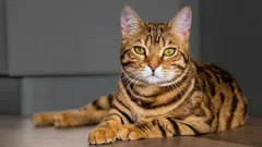 猫の年齢の調べ方:人間の年齢に換算すると何歳?