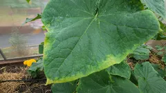 すべての家庭菜園家へ:きゅうりの葉の縁が黄色くなっていたら、今すぐやるべきこと