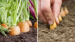 ニンジンのそばに何を植えれば、害虫を遠ざけて収穫量を増やせる？